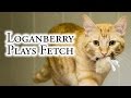 Loganberry Plays Fetch
