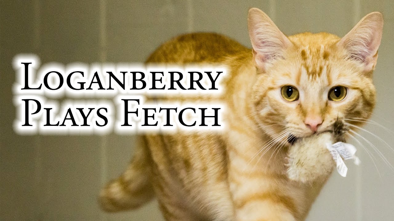 Loganberry Plays Fetch