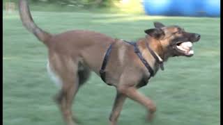 SAR Training the Natural Way 01