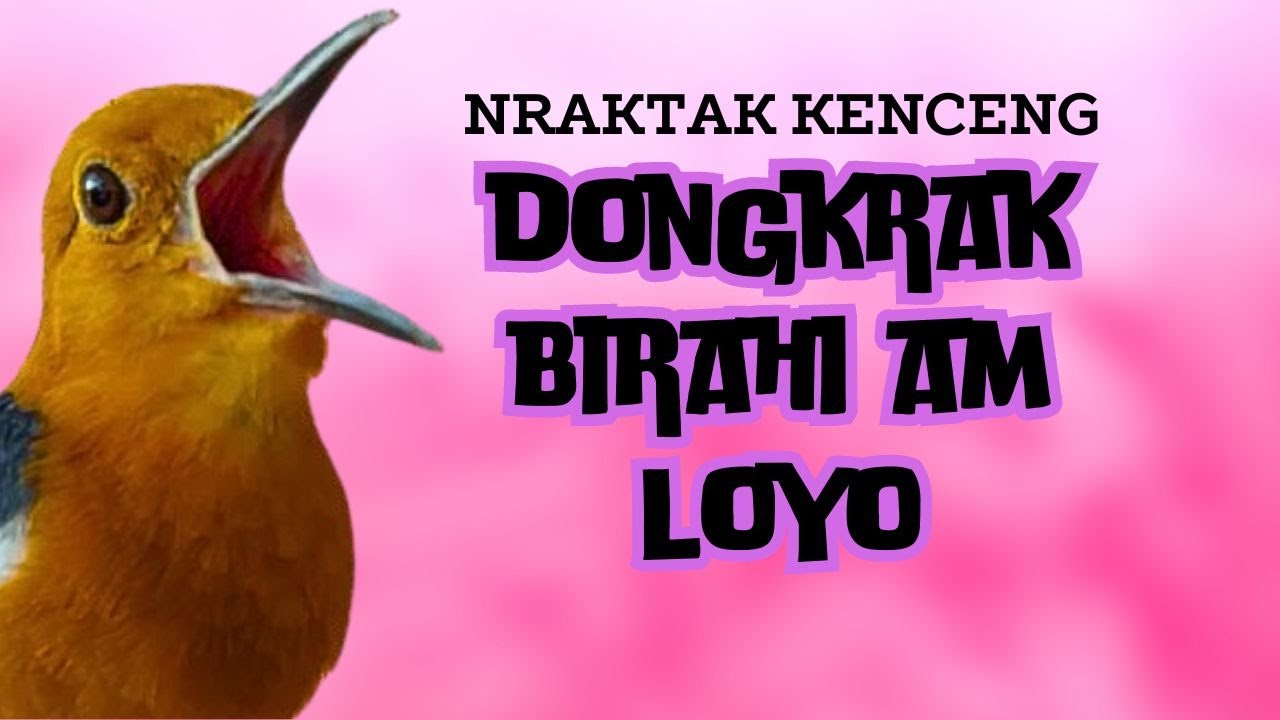 NRAKTAK KENCENG DONGKRAK BIRAHI ANIS MERAH LOYO
