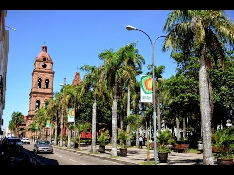 Video: Boliviya Begoniyasi (24 Ta Rasm): Urug'lardan Gul O'sayotgan 