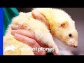 Bear The Ferret Makes A Remarkable Recovery | Dr. Jeff: Rocky Mountain Vet