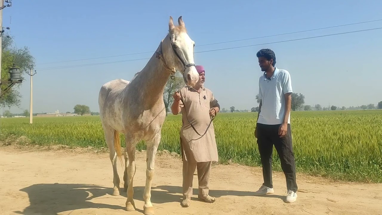 Sran Stud Farm Pind Pathrala | ਸੁਖਰਾਜ ਸਿੰਘ ਖਾਲਸਾ ਜੀ ਦਾ ਘੋੜੇ ਤੇ ਘੋੜੀਆਂ ਦਾ ਸ਼ੌਂਕ