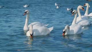 Swans: Beyond Beauty, Discovering God's Lessons In Feathers | Divine Designs
