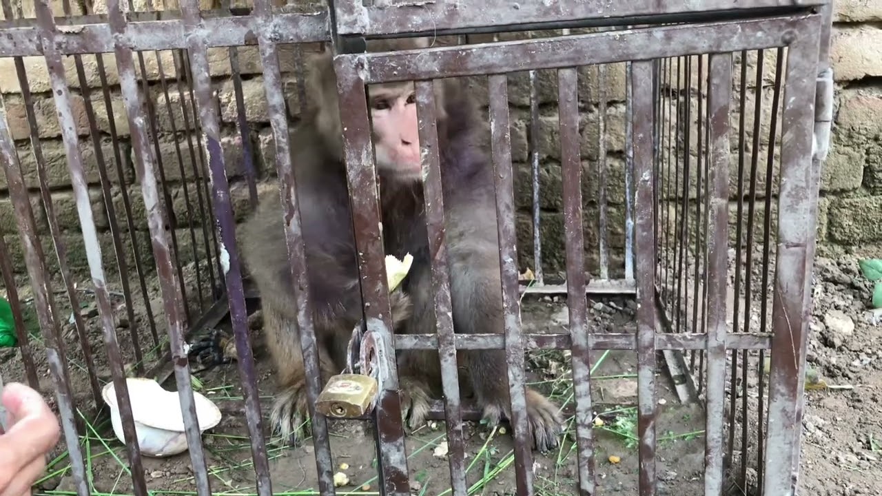 Daily Pakistan Routine Vlogs bandar kon  medicine Take care monkey 🙉 