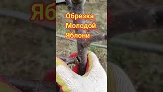 🌳ОБРЕЗКА МОЛОДОЙ ЯБЛОНИ🍎#обрезкаяблонивесной