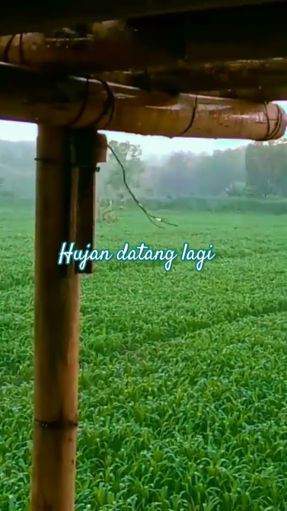 suasana hujan di kebun petualang #shorts