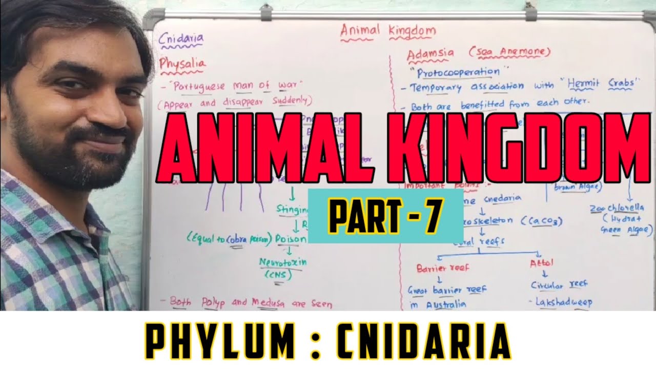 Animal Kingdom | Part 7 | Phylum : Cnidaria - YouTube