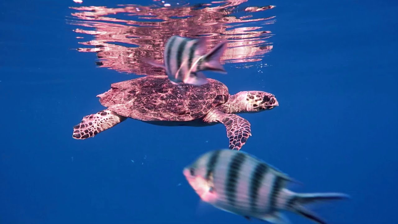 Снорклинг Шарм-эль-Шейх. Красное море. Coral Sea Sensatori (Coral Sea Imperial) ХаусРиф. июль 2023 г
