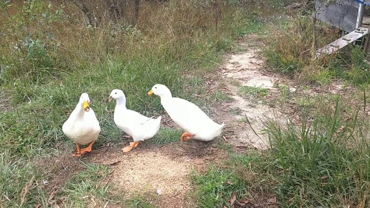 Pekin Ducks Eating Their Breakfast & Swimming In The Pond YouTube