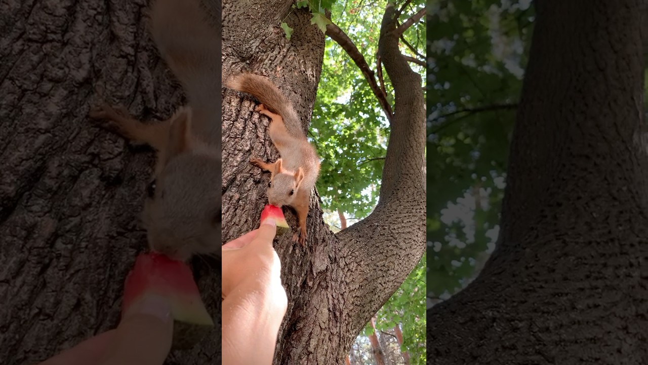 Не наглый бельчонок 🍉🐿 Not a cheeky squirrel