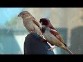 Sparrows Ge Kurulla Most Beautiful Bird } We Ceylon Travel | Free Download Brid Videos