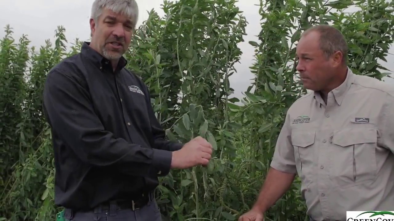 Sunn Hemp Cover Crop | Test Plot Summer 2016