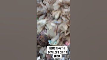 REMOVING THE SCALLOPS ON ITS SHELL