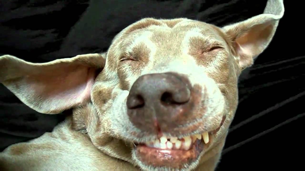 Creepy Dog World's Ugliest Dogs - Anjing Retriever