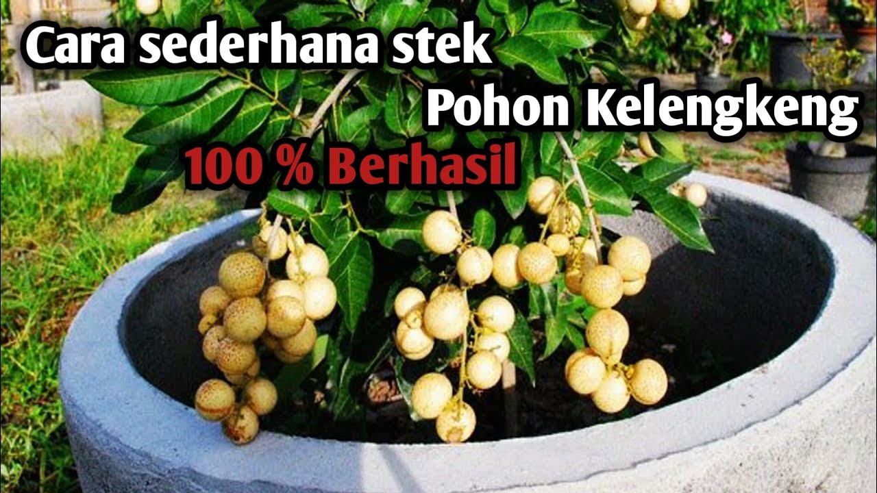 Как сделать черенки лонгана с помощью стимуляторов корнеобразования алоэ вера и шалота