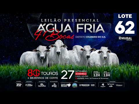 LOTE 62
