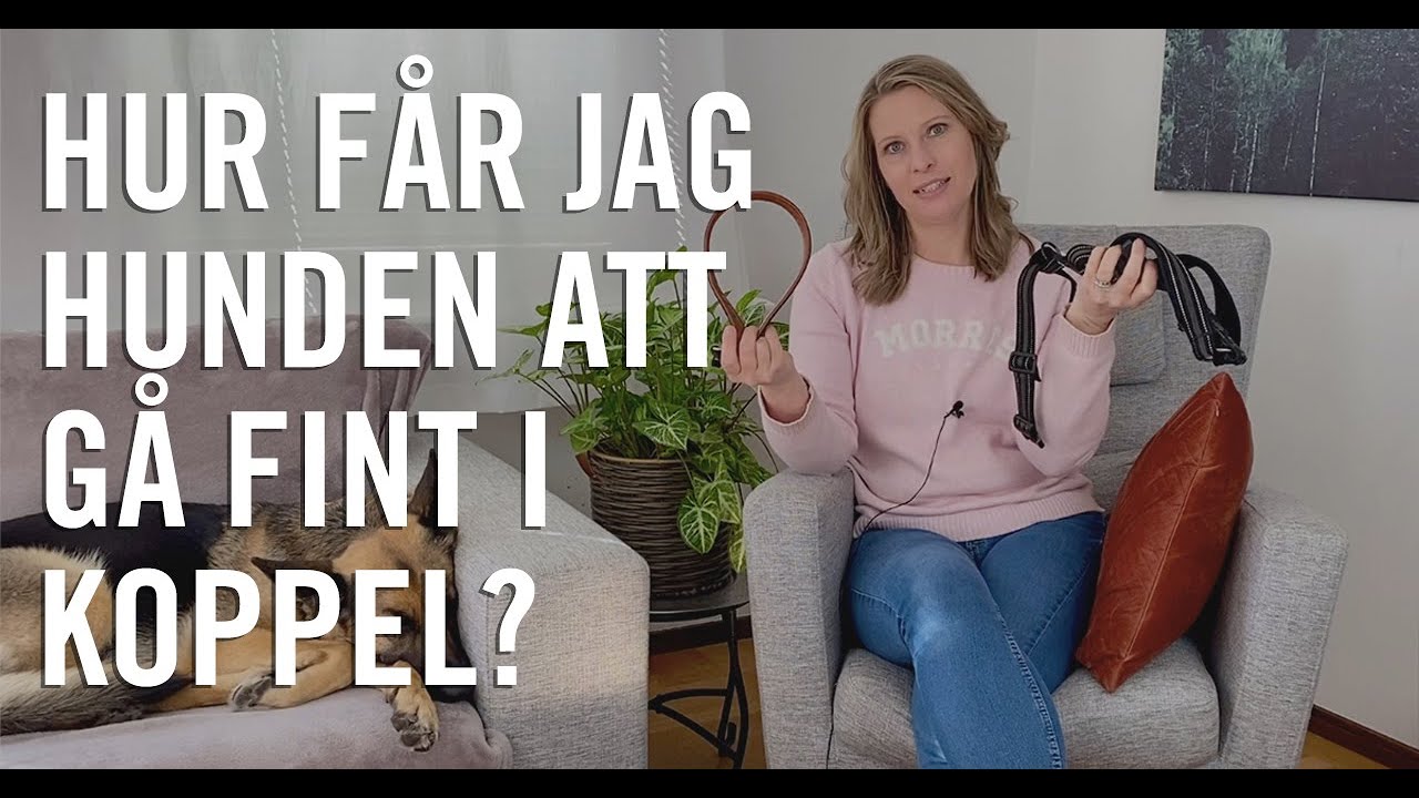 Hur får man hunden att gå fint i koppel?