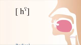 [ hˁ ] unvoiced pharyngealized radical glottal non sibilant fricative
