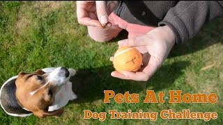 Beagle learns new tricks on a dog agility training challenge