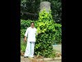 KARSHAKAN - Joby Sebastian - High Density Pepper Cultivation (+919048365013)