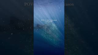 Whale shark #whaleshark #seychelles #underwater #freediving #diving #сейшелы