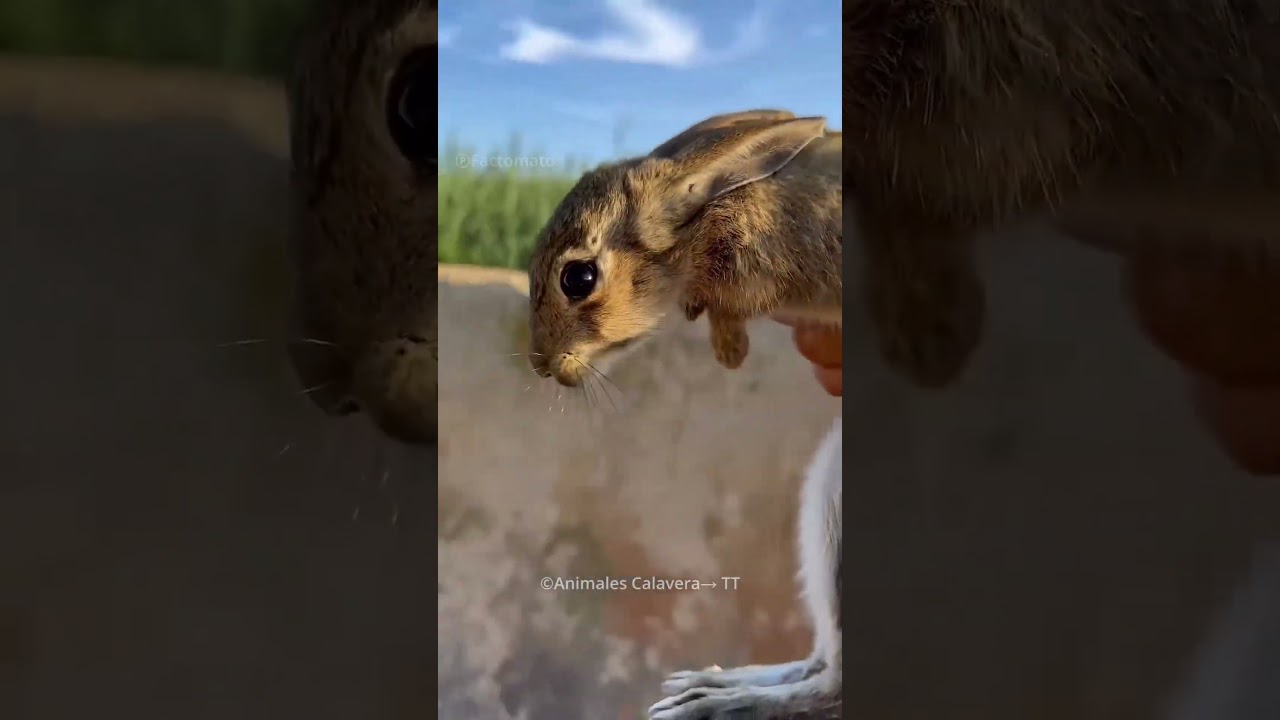 He Saved a Rabbit Every Day🐰💔What Happened at the End Will Break Your Heart💧 