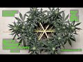 Odgs how to mainline cannabis plants part onesimple step by step guide on getting one started