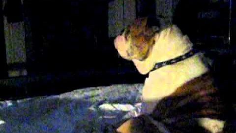 Chunky watching t.v.