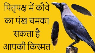 पितृपक्ष में कौवे का पंख चमका सकता है आपकी किस्मत, मिलेगा पितृ का आशीर्वाद Pitrupaksh2021