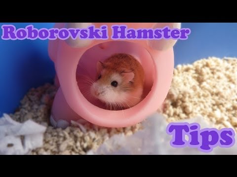 Escape Challenge Room With A Hamster Escape Challenge Room With A Hamster