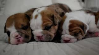 English Bulldog Pups