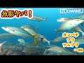 回遊魚の大群！海のど真ん中に潜ったら魚影が凄かった！Met a lot of fish when I dived in the offshore sea