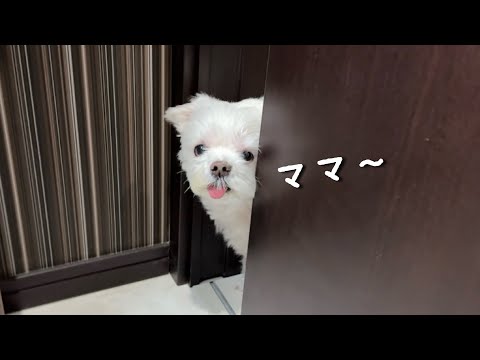 I followed my dog ​​for a day and he was way too free-spirited