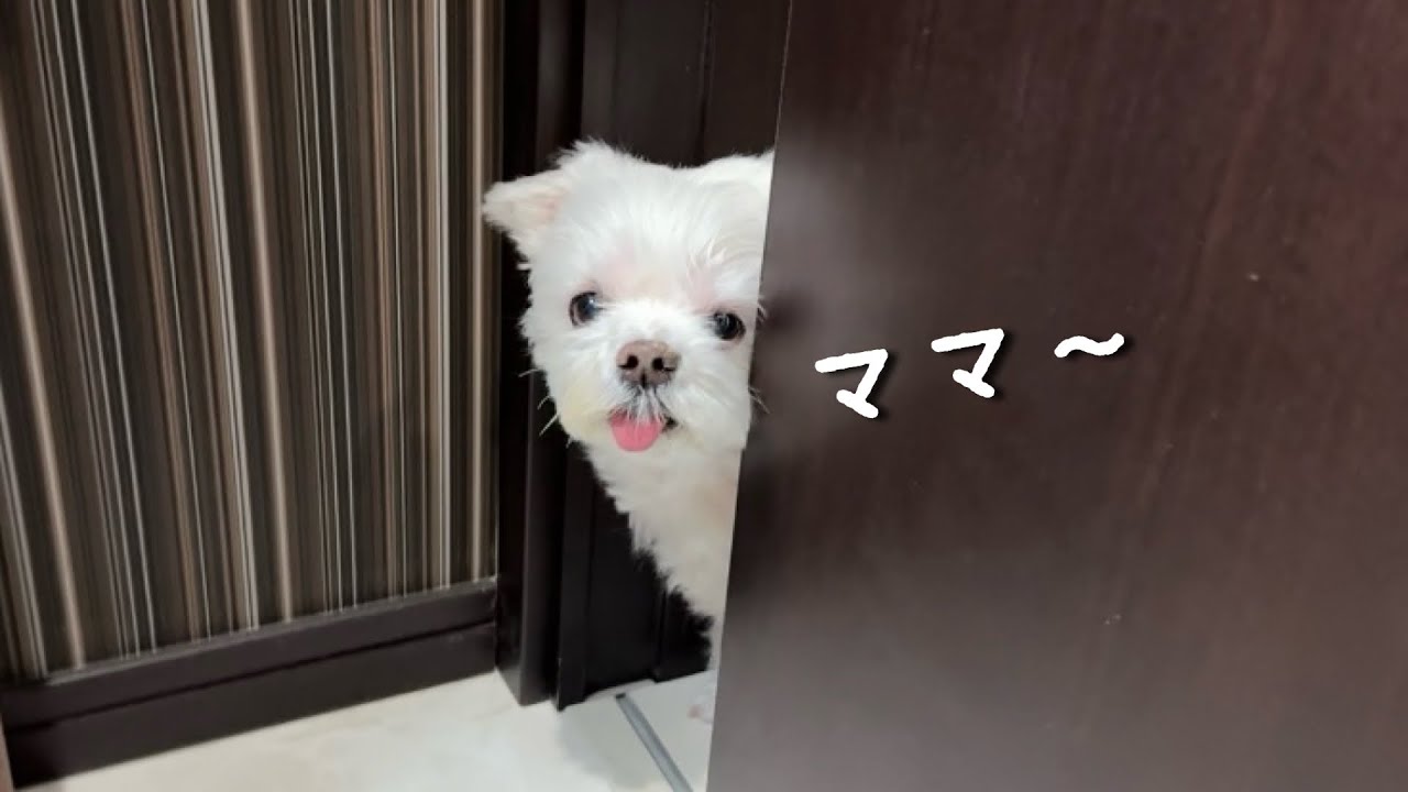 I followed my dog ​​for a day and he was way too free-spirited