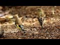 Jilguero. European Goldfinch. Carduelis carduelis