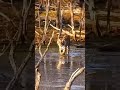 The Tiger Is Hunting The Sambar Deer Shorts The Tiger Is Hunting The Sambar Deer Shorts