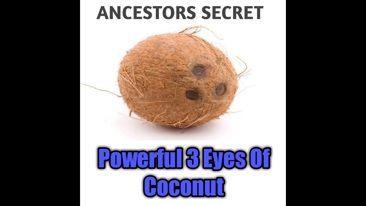 The 3 Eyes Coconut And The Effective Use Of Coconut Water Waya