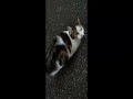 [MIRAVISION EDITION SPECIALE CHATS]  -  EP4
