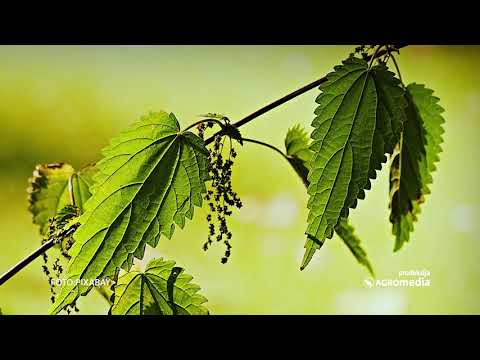 Video: Gnojivo za baštenske paprati: Savjeti za hranjenje biljaka paprati na otvorenom