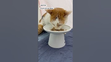 스스로 먹기 시작한 21살 고양이 메소_ 21-Year-Old Cat Starts Eating Again – A Miracle