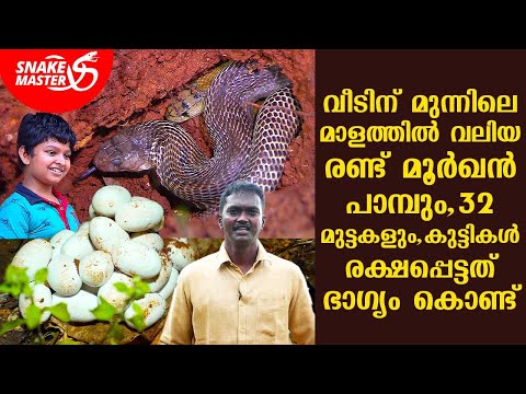 ,32 | Snakemaster EP 701