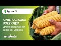 Огляд гібриду суперсолодкої кукурудзи – Тусон (Тайсон) F1