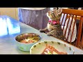怒られても絶対あきらめない子猫。