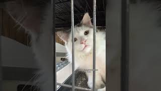 kermit is hanging out at the chuck & don’s in eden prairie and adoptable through the
