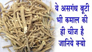 ये असगंध बूटी भी कमाल की चीज़ है - जानिये क्यों