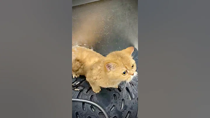 Video 11040541: scottish fold cat breed, cute scottish fold cat, funny scottish fold cat, cat bathing funny