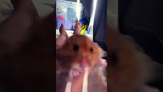 Hamster staring at the screen