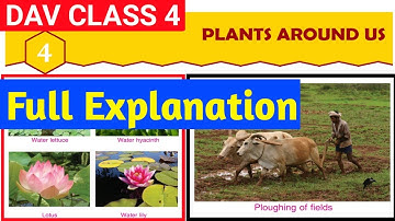 |Dav Class 4 Science Chapter 4 Plants Around Us Full Explanation|