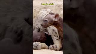 incredible animal Transformations #animals #transformation